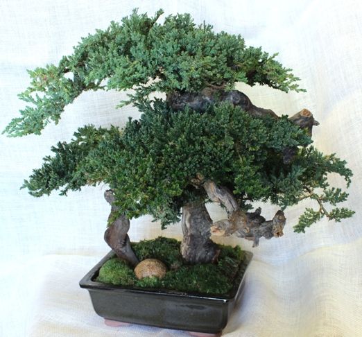 20" Monterey Bonsai